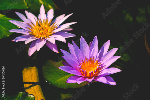 Two pink lotus flowers in the pond.