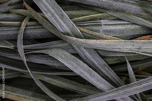 Frozen leaves