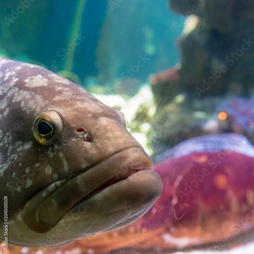 Portrait d'un poisson (mérou) photo