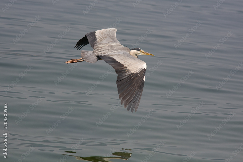 Obraz premium Ardea cinerea - Airone cenerino
