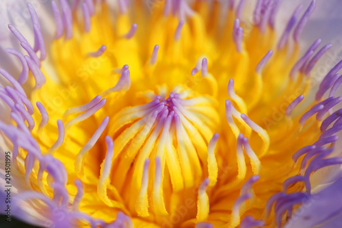 beautiful purple-yellow lotus flower blossom background.