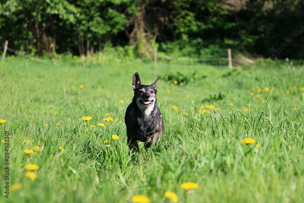 small mixed dog is running on a field with dandelions small mixed dog is running on a field with dandelions