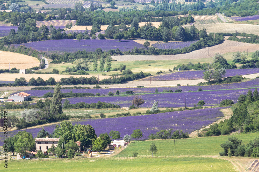 Big lavender fields in Provence, France