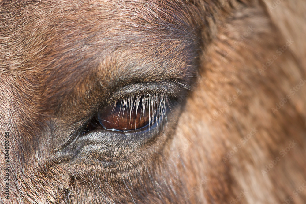 closeup photo of a Konik wild horses eye