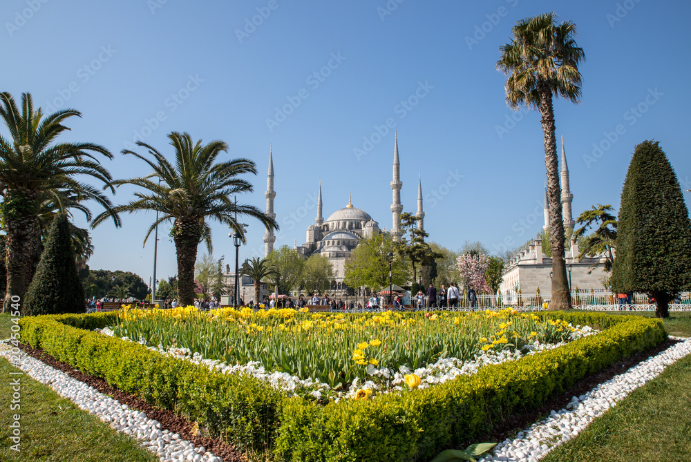 Fototapeta premium sultanahmet mosque