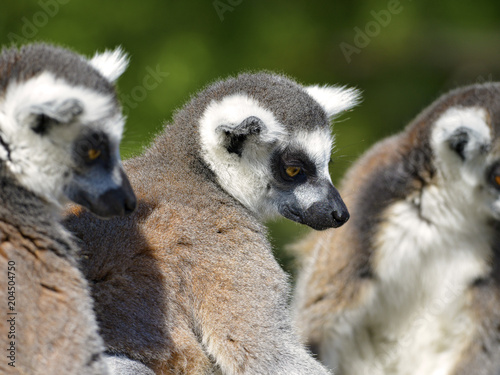 Portrait ring-tailed lemurs (Lemur catta) 
