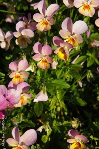 Pansy or viola wittrockiana purple, yellow and pink many flowers 