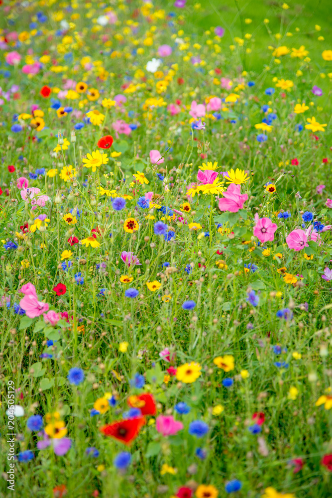 Wild Flower Meadow in Wales
