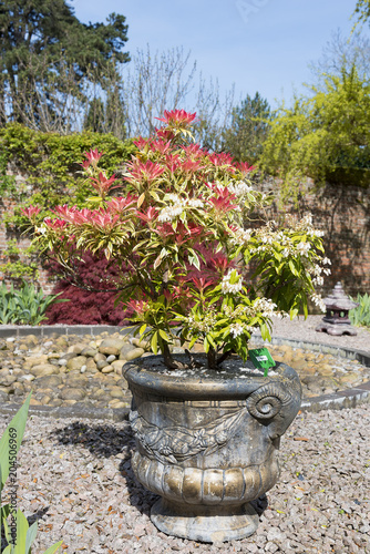 Pieris shrub grown in a container on gravel with colorful red leaves.