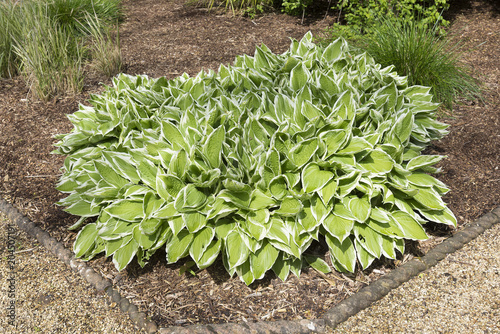 Variegated hosta plant in a corner of a landscaped garden. Ideal for a shady area.