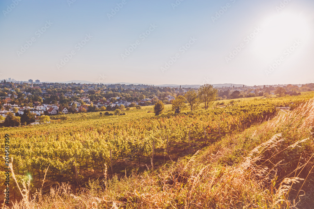 Golden hour over vineyard