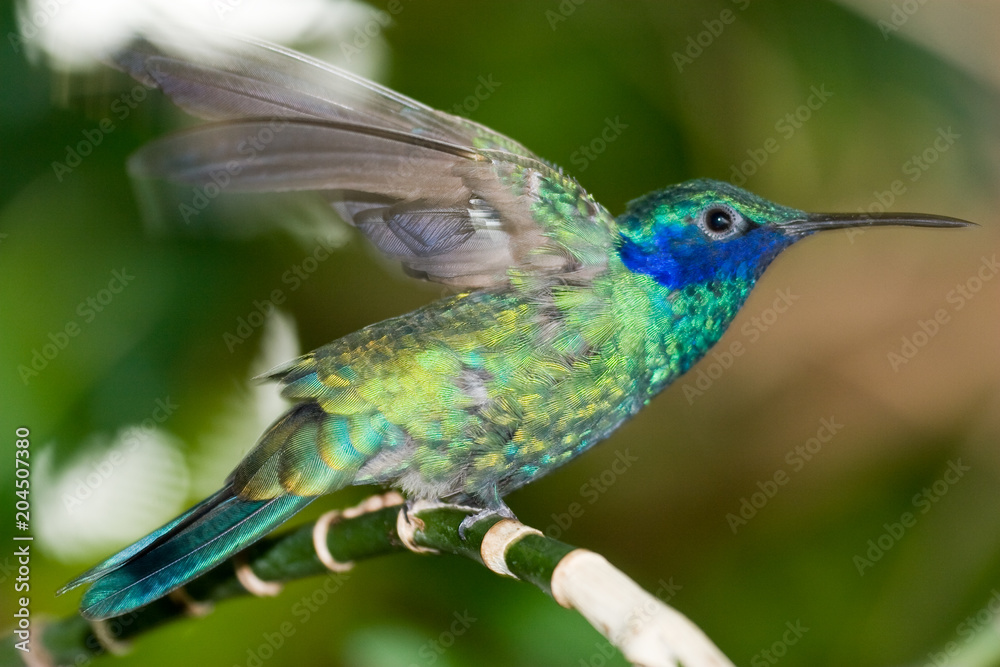 Fototapeta premium Colibri coruscans - Sparkling violetear