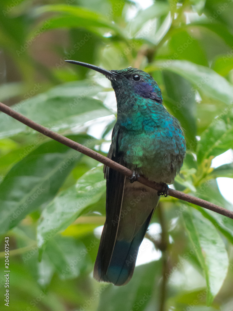 Fototapeta premium Colibri thalassinus - Colibri orecchieviola talassino