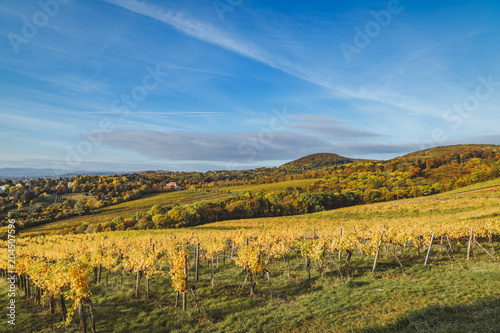 Autumnal view of vineyard in Vienna  Austria 