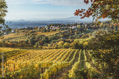 Photography Autumnal view of vineyard in Vienna (Austria)
