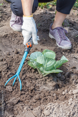 Farmer is loosening soil around the cabbage using hand garden rake