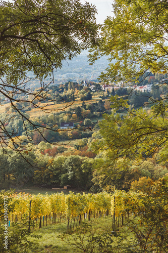 Fototapeta Naklejka Na Ścianę i Meble -  Autumnal view of vineyard in Vienna (Austria)