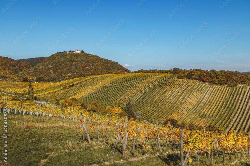 Autumnal view of vineyard in Vienna (Austria)