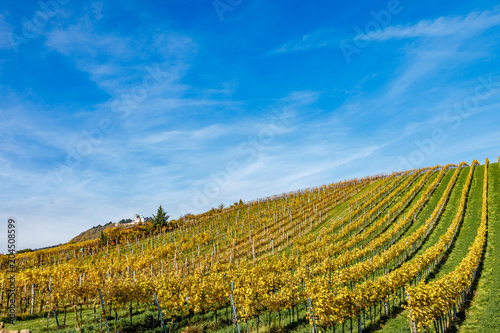 Autumnal view of vineyard in Vienna (Austria) © Silvia Eder