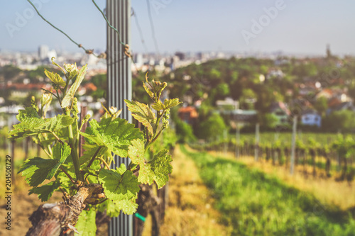 View over vineyards in Nussdorf photo