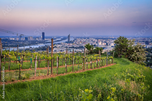 Canvas Print View over Vienna from the vineyards during blue hour