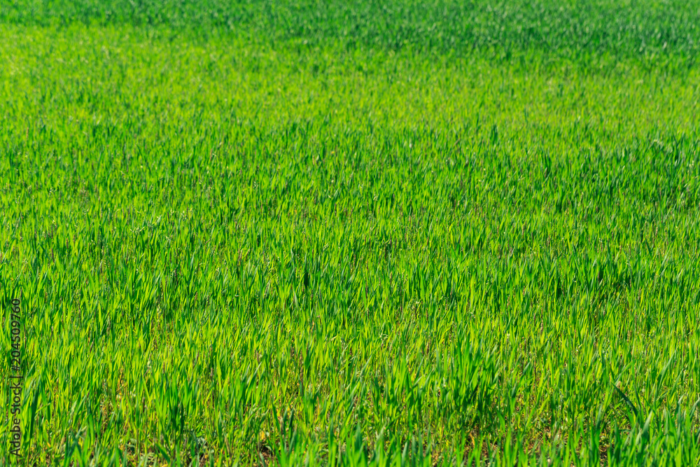 Fototapeta beautiful Green field