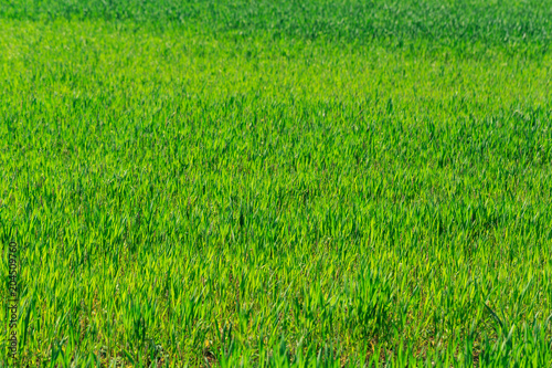 beautiful Green field