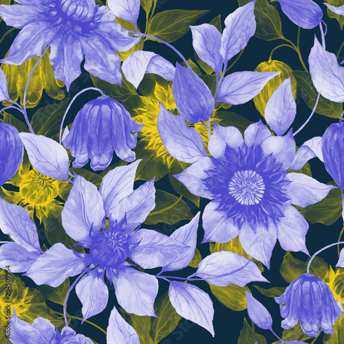 Transparent purple and yellow clematis flowers on climbing twigs against dark...