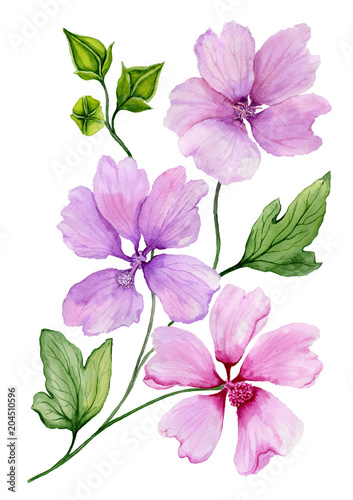 Soft floral illustration. Beautiful purple lavatera flowers on a twig with green leaves and closed buds isolated on white background. Watercolor painting.