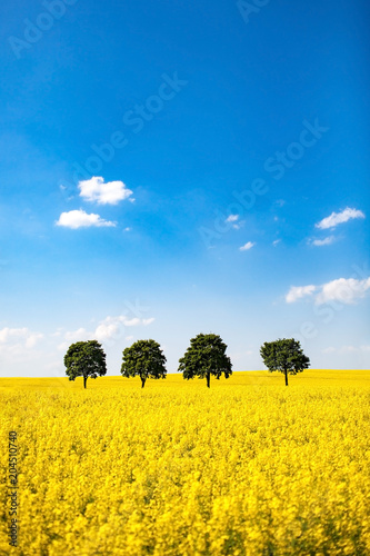 Himmel, Raps und Bäume