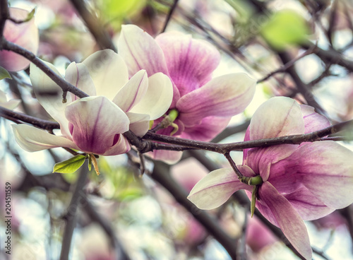 Bright magnolias in Kiev botanical garden at spring time. Kiev, Ukraine