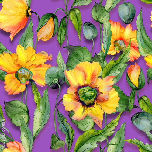 Beautiful orange welsh poppy flowers with green leaves on purple background. ...