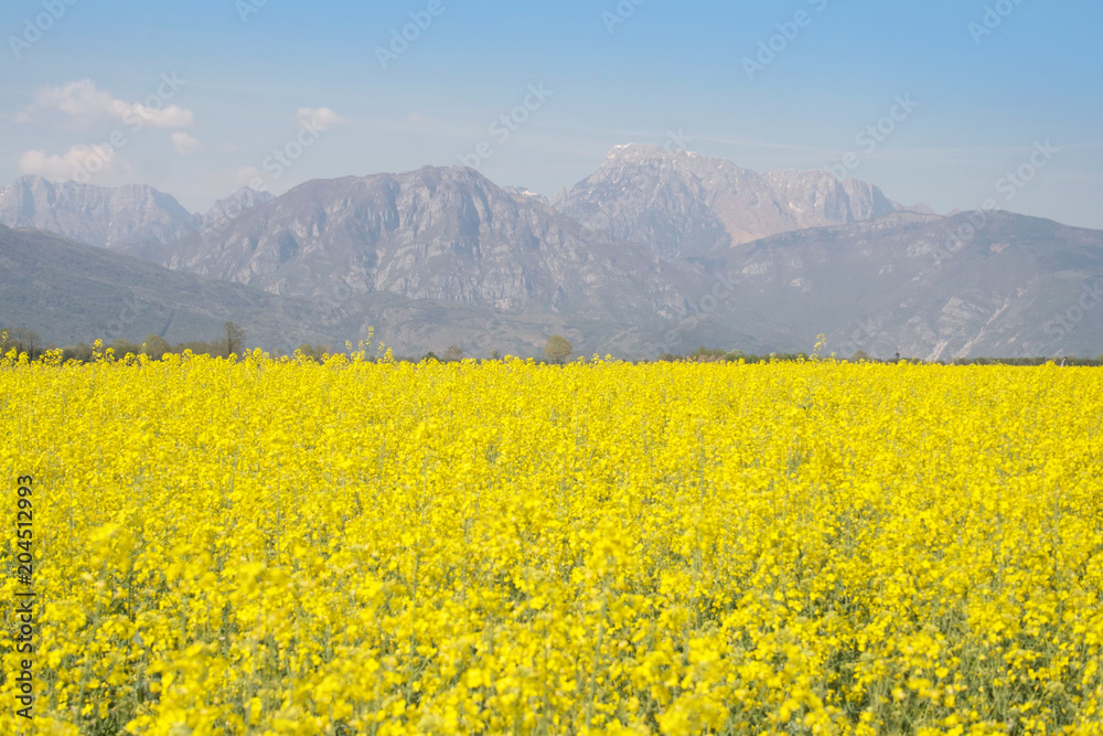 Flowering rapeseed or canola or colza field. Brassica Napus