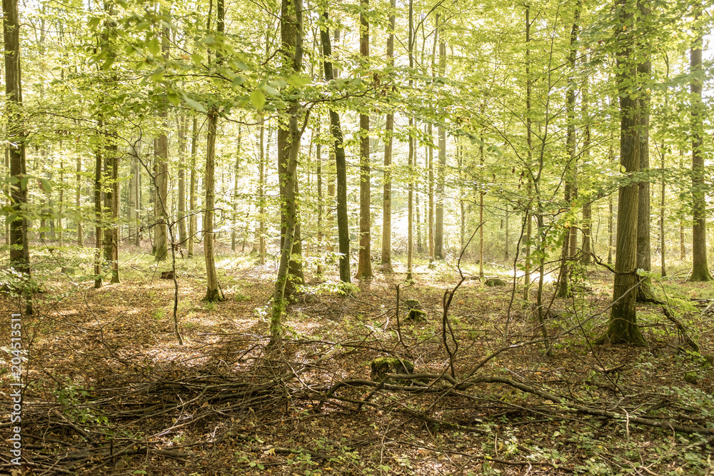Fototapeta premium Ochrona z młodymi drzewkami w podświetleniu