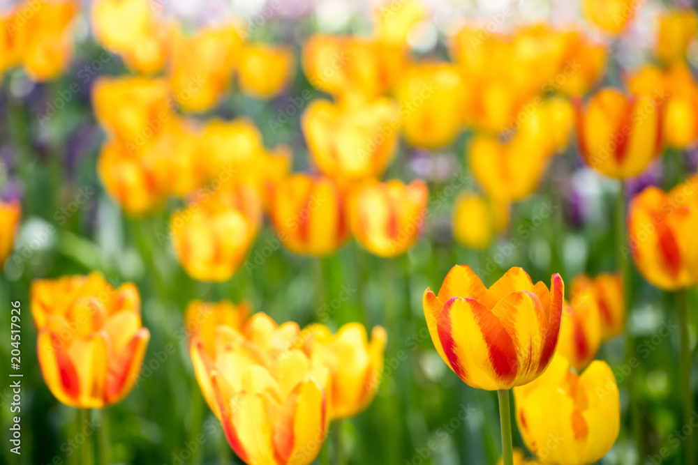 Obraz premium Yellow color of blooming tulip flower on garden background