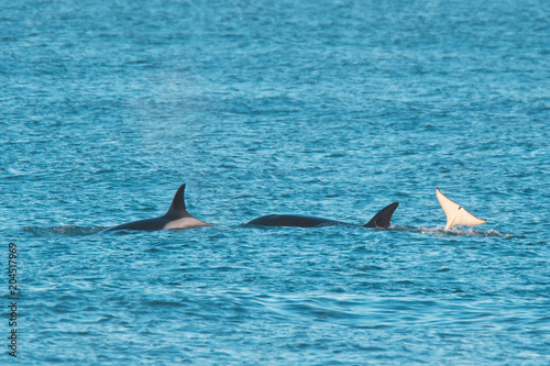 Orca Family, Patagonia Argentina