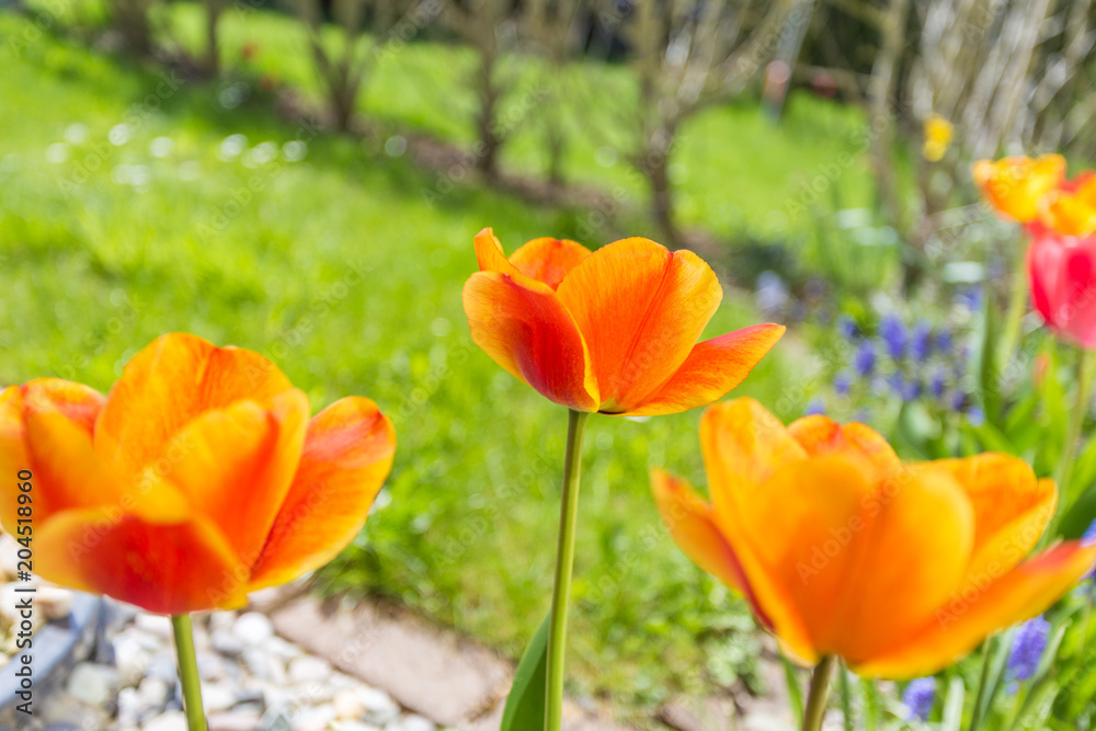 Tulpe Tulpe