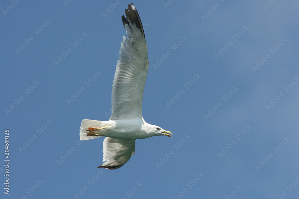 Obraz premium Larus michahellis - Gabbiano reale mediterraneo