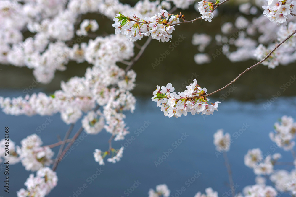 Meguro River is famous cherry blossom spots.People come to the Meguro River to see the beautiful cherry blossom.