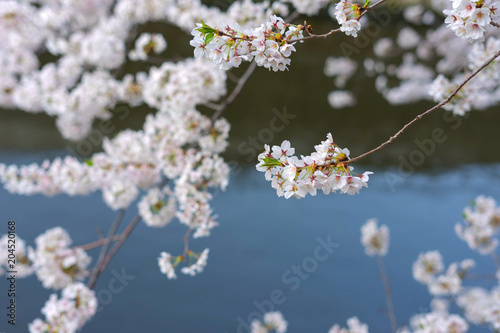 Meguro River is famous cherry blossom spots.People come to the Meguro River to see the beautiful cherry blossom. © Kanokpol