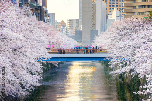 Photography Meguro River is famous cherry blossom spots
