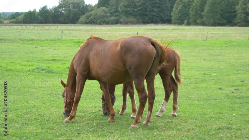 Professional video of horses standing on the meadow in 4K slow motion 60fps Professional video of horses standing on the meadow in 4K slow motion 60fps