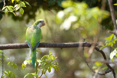 Myiopsitta monachus - Parrocchetto monaco