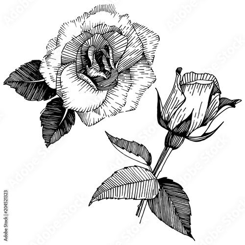 Wildflower rose flower in a vector style isolated. Vector wildflower for background, texture, wrapper pattern, frame or border.