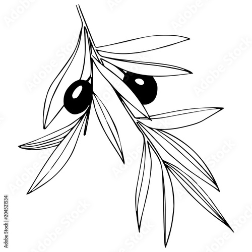 Olive tree in a vector style isolated. Full name of the plant: Branches of an olive tree. Vector olive tree for background, texture, wrapper pattern, frame or border.