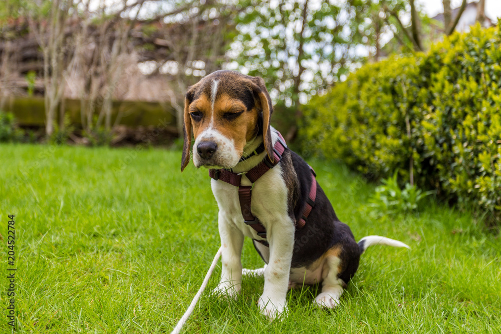 Beagle Welpe