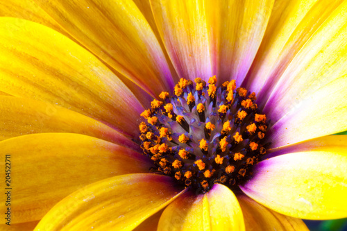 Fototapeta Naklejka Na Ścianę i Meble -  Detail of Yellow Cape Marigold (Dimorphotheca spp. ) flower.sunflowers.