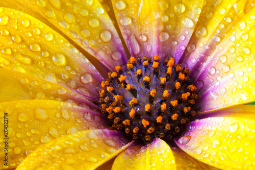 Fototapeta Naklejka Na Ścianę i Meble -  Detail of Yellow Cape Marigold (Dimorphotheca spp. ) flower.sunflowers.