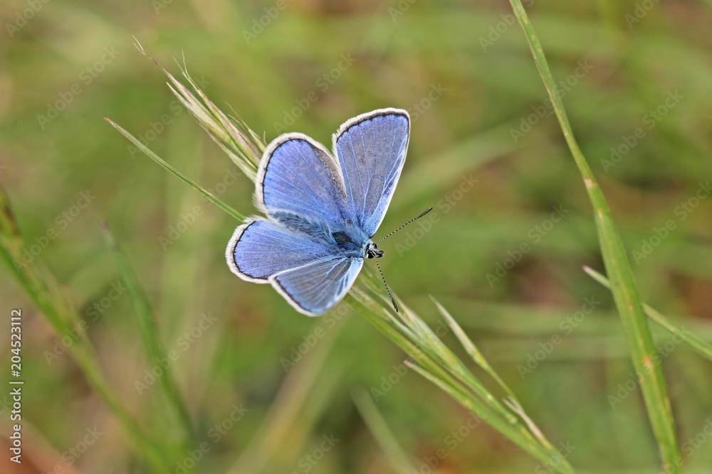 Hauhechel-Bläuling (Polyommatus icarus) Hauhechel-Bläuling (Polyommatus icarus)