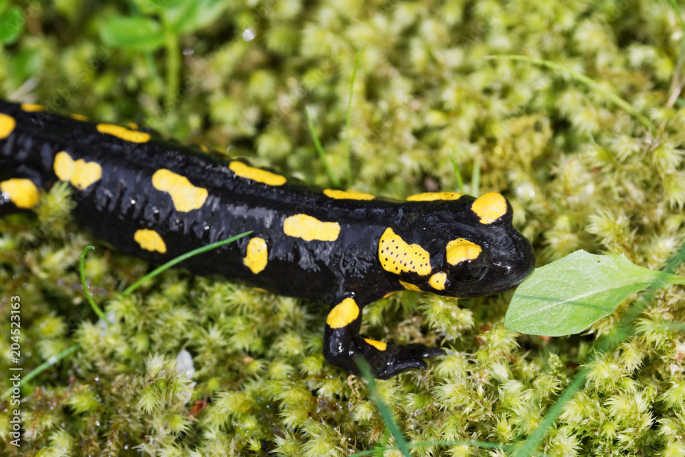 Fire salamander (Salamandra salamandra) in a nature Fire salamander (Salamandra salamandra) in a nature